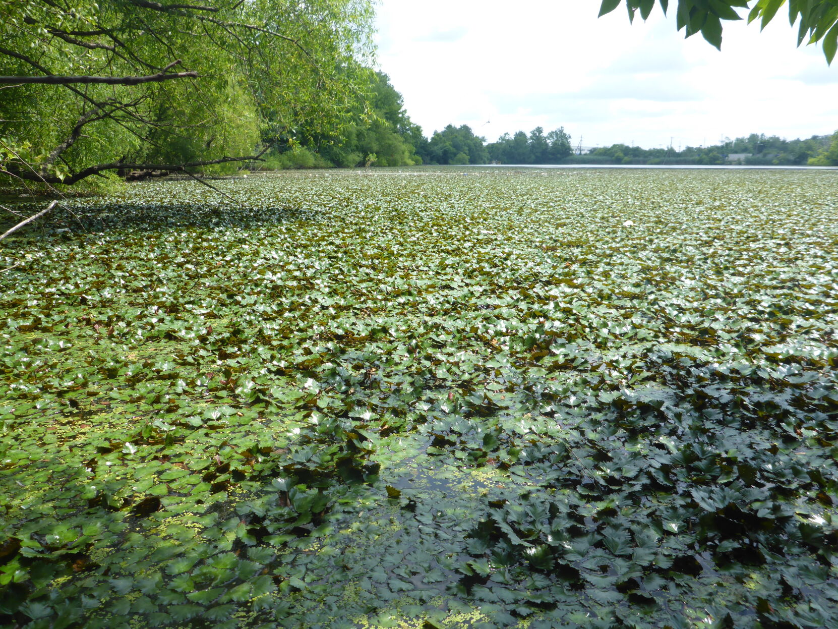 Invasive water chestnut in Virginia lake